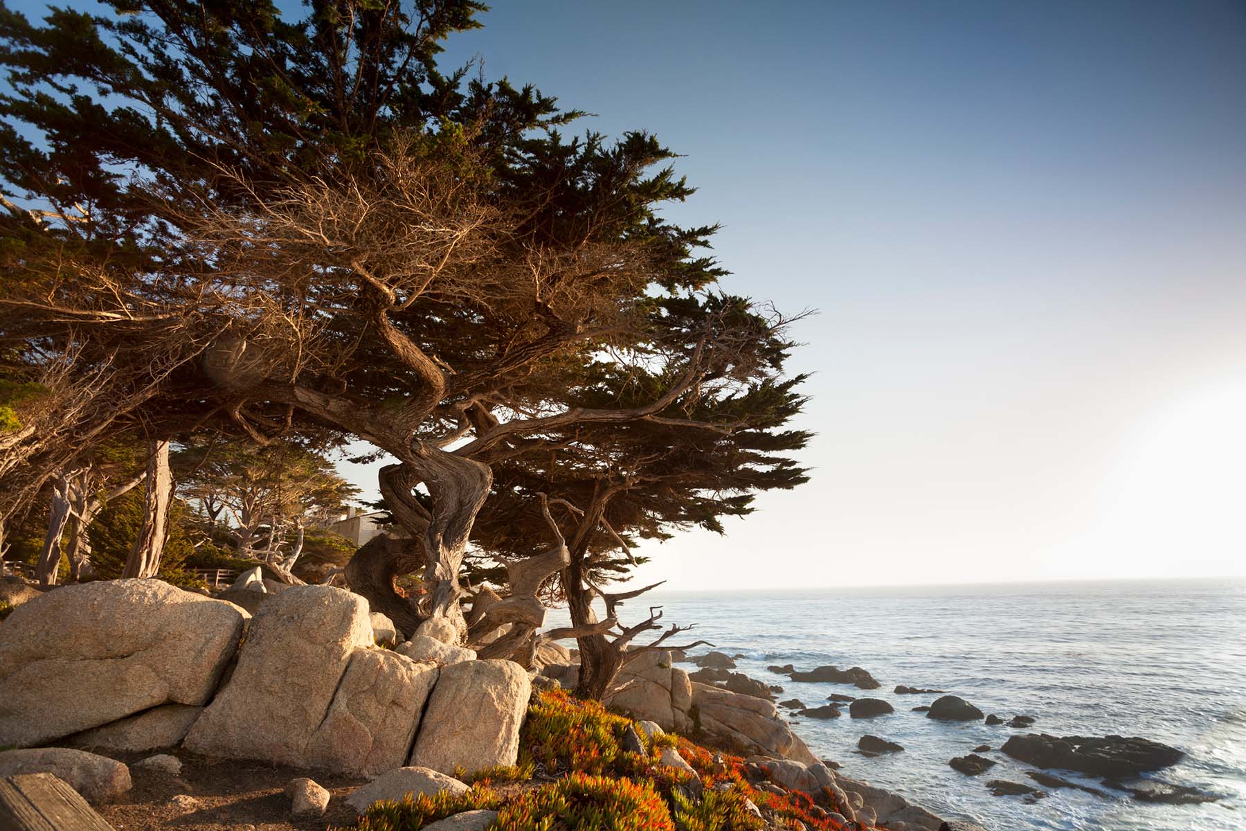 Windswept cypress trees on California coast symbolizing resilience and long-term financial vision