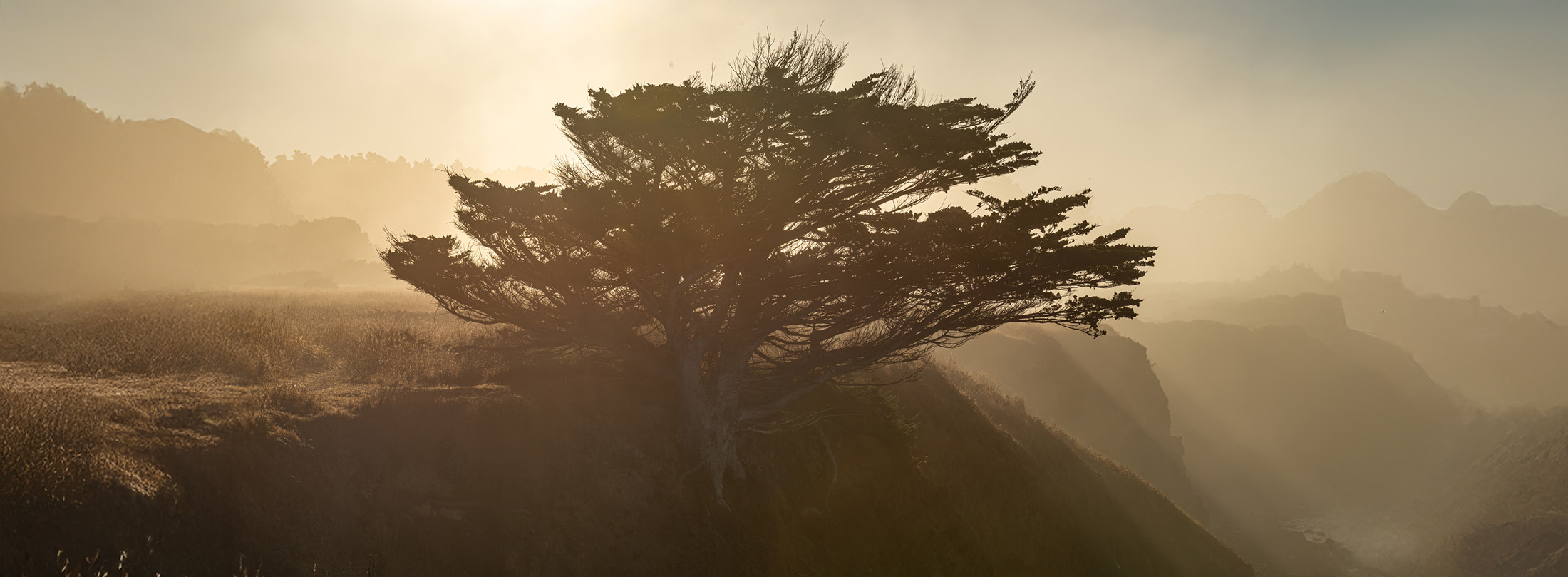Lone cypress tree in golden light representing clarity, legacy, and rooted financial perspective