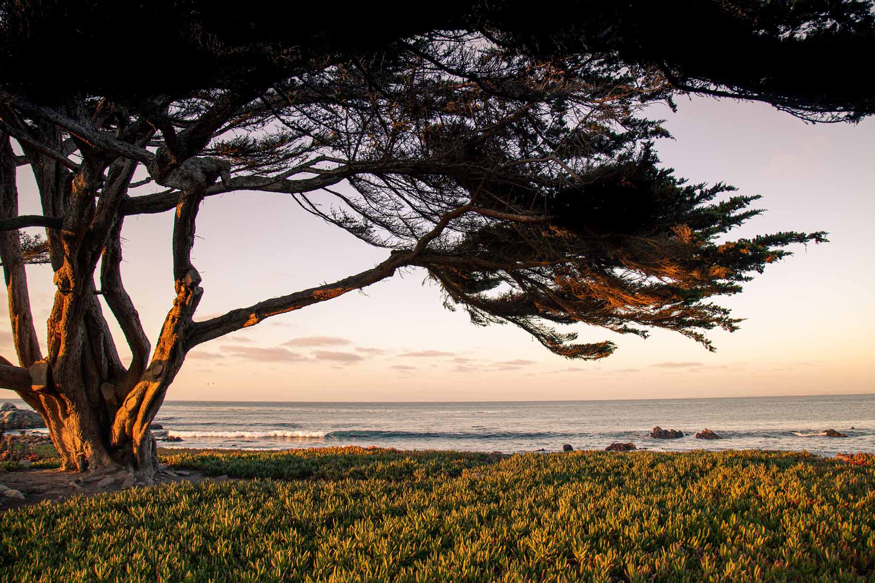 Cypress tree overlooking the Pacific Ocean symbolizing long-term perspective and coastal resilience
